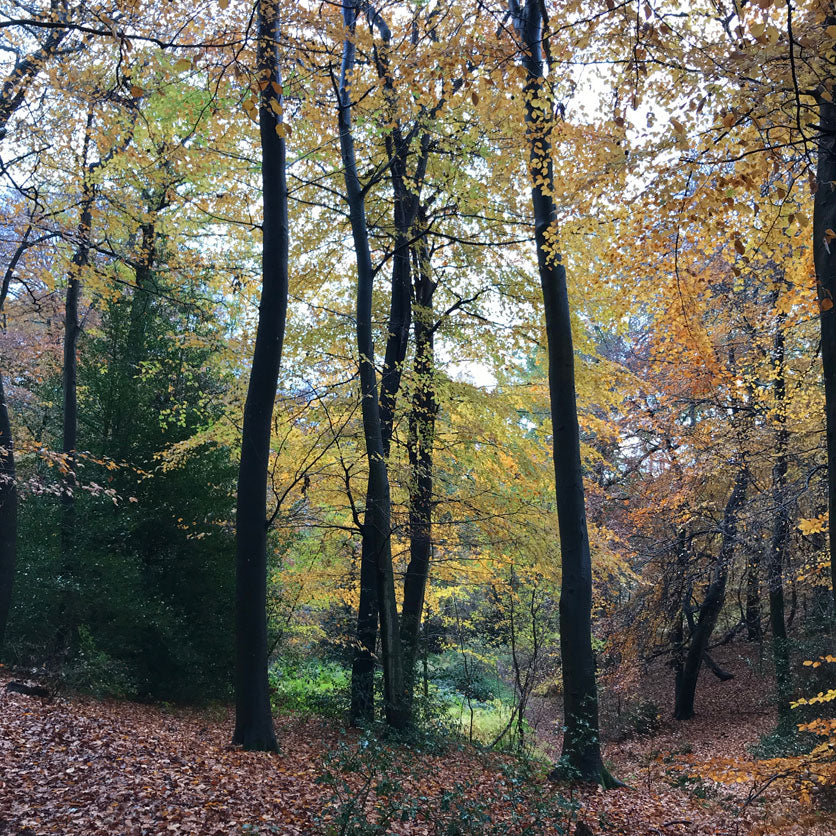 autumn woodland walks